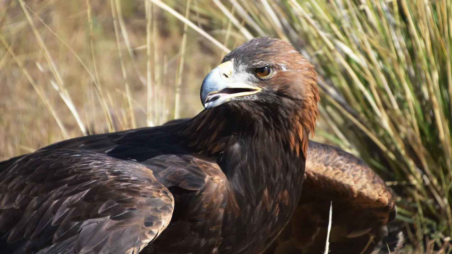 How tracking golden eagles in Nevada revealed a desert ‘death vortex’