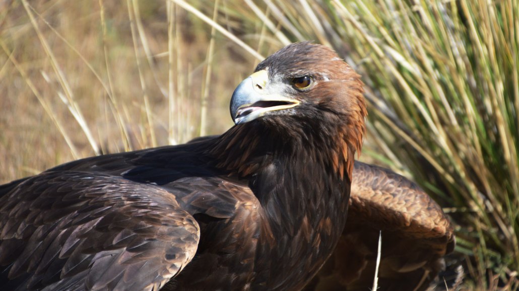 An image of a golden eagle