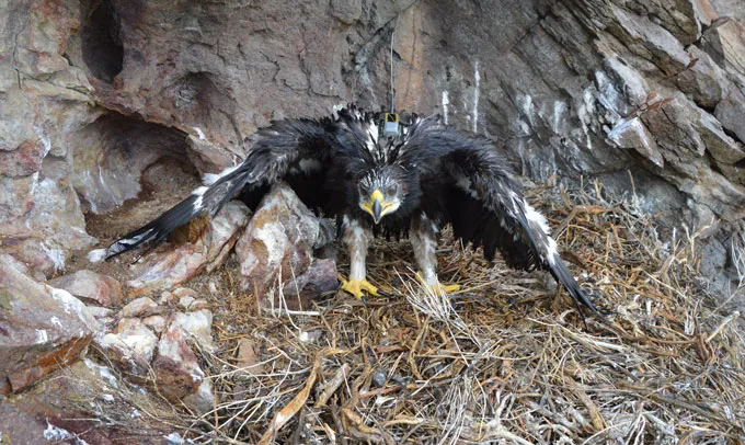 A golden eagle chick with a transmitter attached to its back