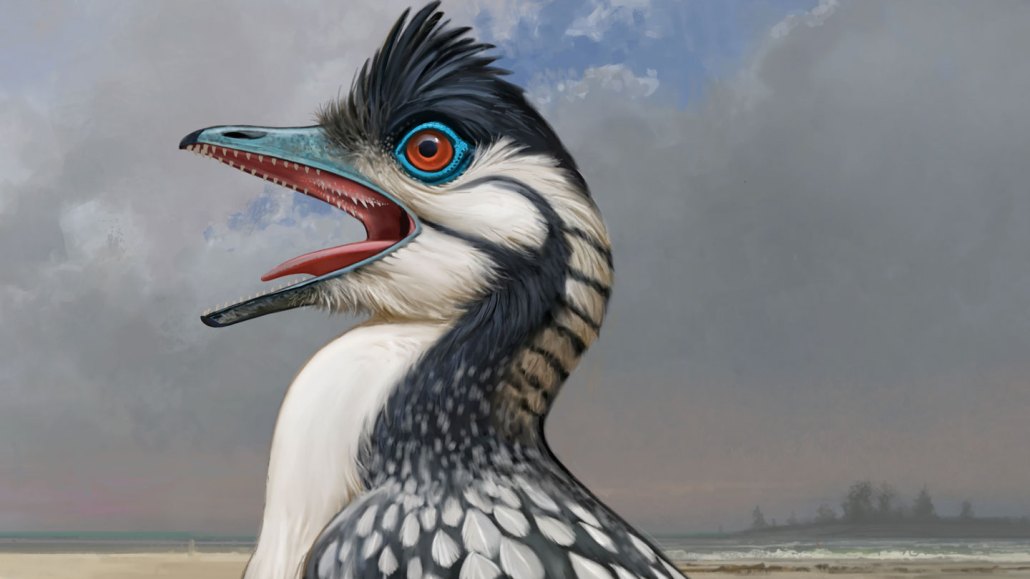 An illustration shows a bird with a long, narrow beak, bright blue eye ring and open mouth against a cloudy coastal background.