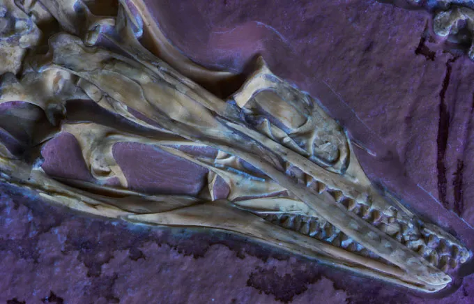 A fossilized skull with a long, narrow snout and sharp teeth lies embedded in rock.