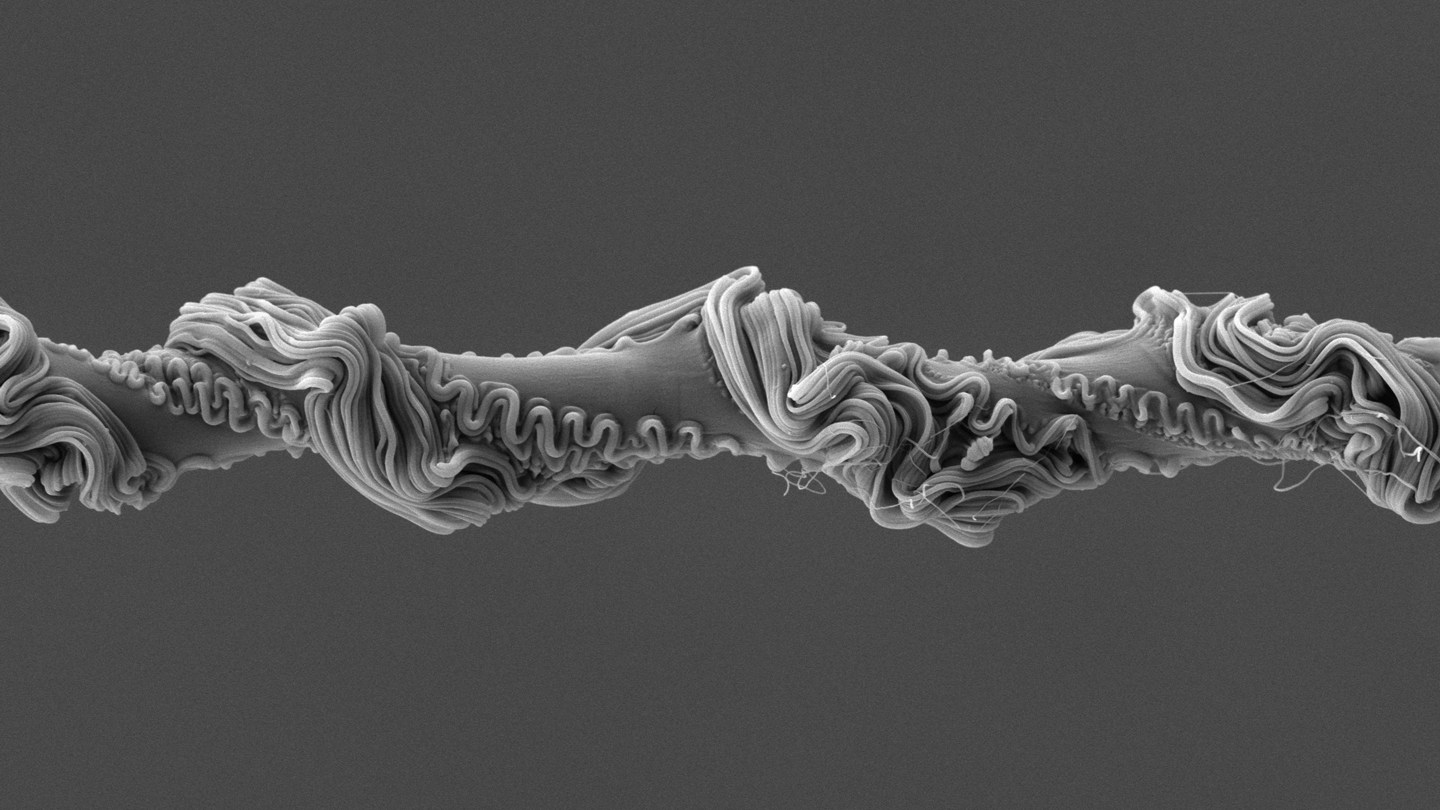 A strand of spider silk is covered in smaller, twisting and looping threads of silk.