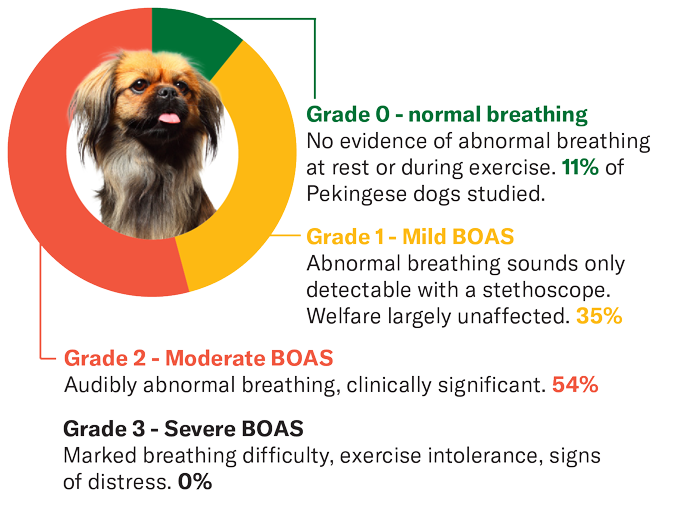 A Pekingese dog with grades of breathing of obstruction