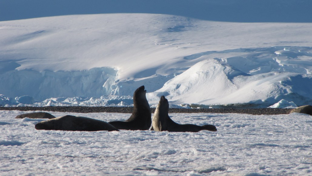 A photograph of seals on the Antarctic Peninsula, which is responding to climate change even more quickly than the rest of Antarctica.