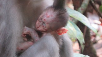 An infant sooty mangabey sleeps in its mother arms. Mpox lesions are visible on its visible body parts: its head, ears and arm.