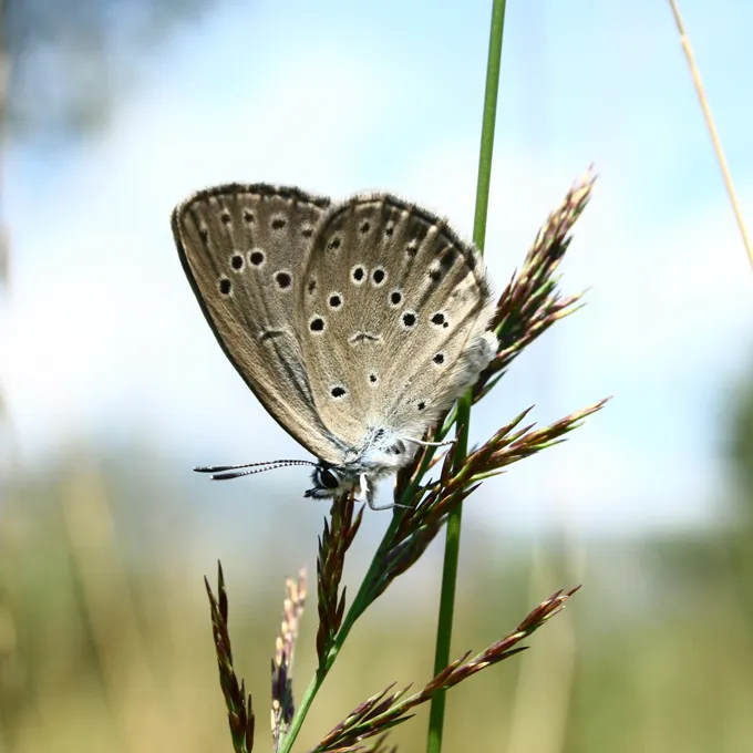 A tawny butterfly with black spots holds on to a blade of grass.