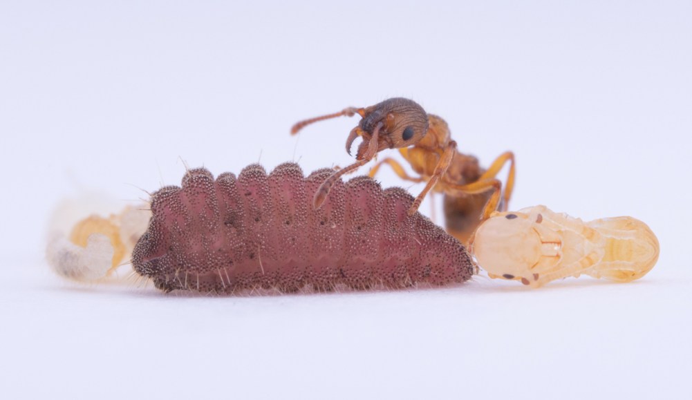 An ant is tending to a caterpillar, with its front legs gently touching the larval butterfly.