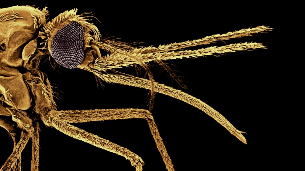 A colour enhanced scanning electron micrograph of an Anopheles mosquito