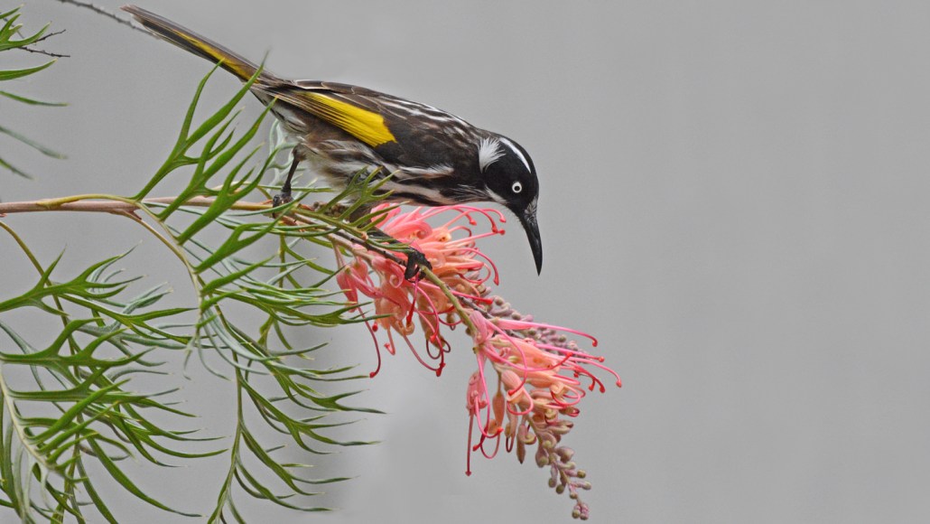 A black, white and yellow bird known as a honeyeater perches on a flower.