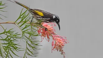 A black, white and yellow bird known as a honeyeater perches on a flower.