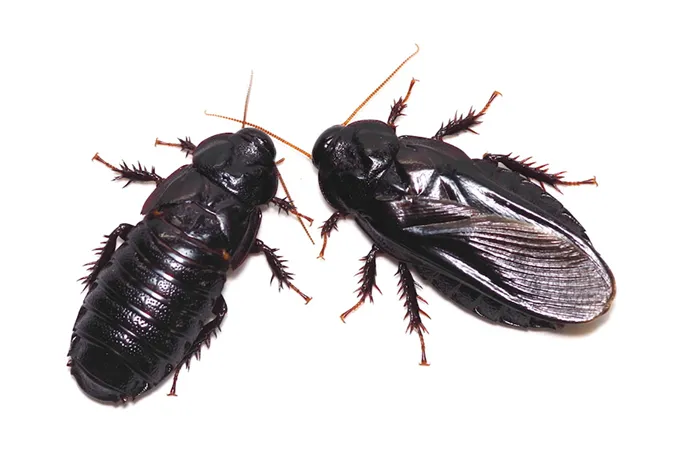 Two brownish-black cockroaches are photographed on a white background. The one on the right has wings; the one on the left does not.