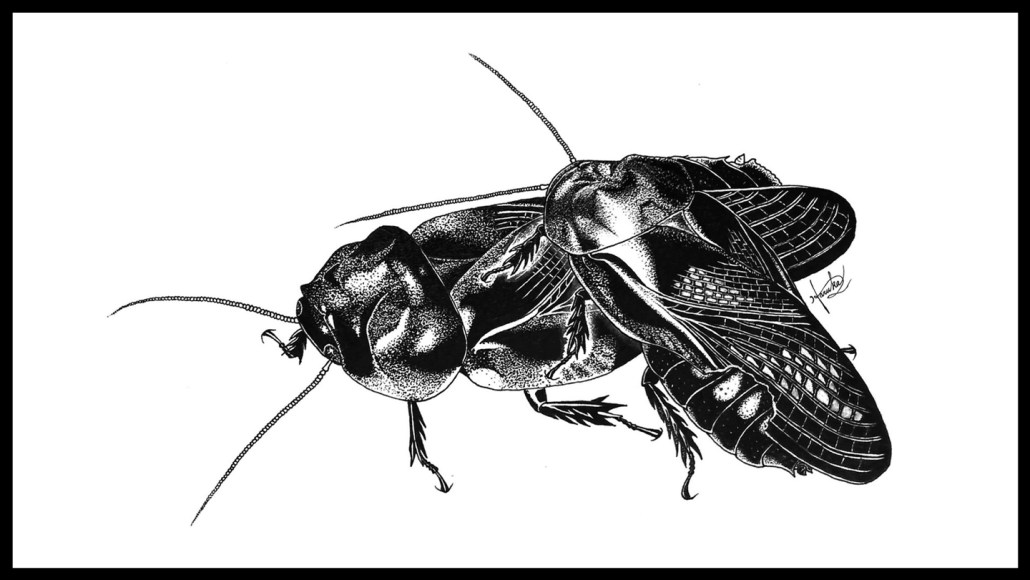 This ink drawing shows two cockroaches engaging in a mating behavior: One is gnawing the other's wings off.