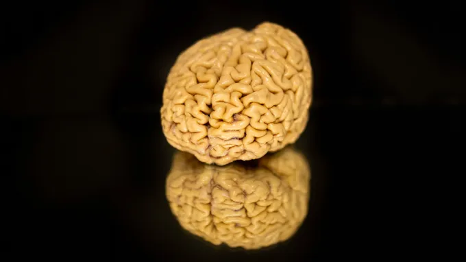 A human brain rests on a back, reflective surface.