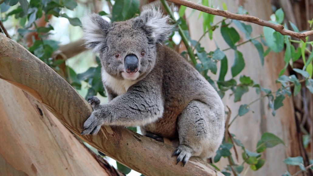 A koala clings to a tree branch