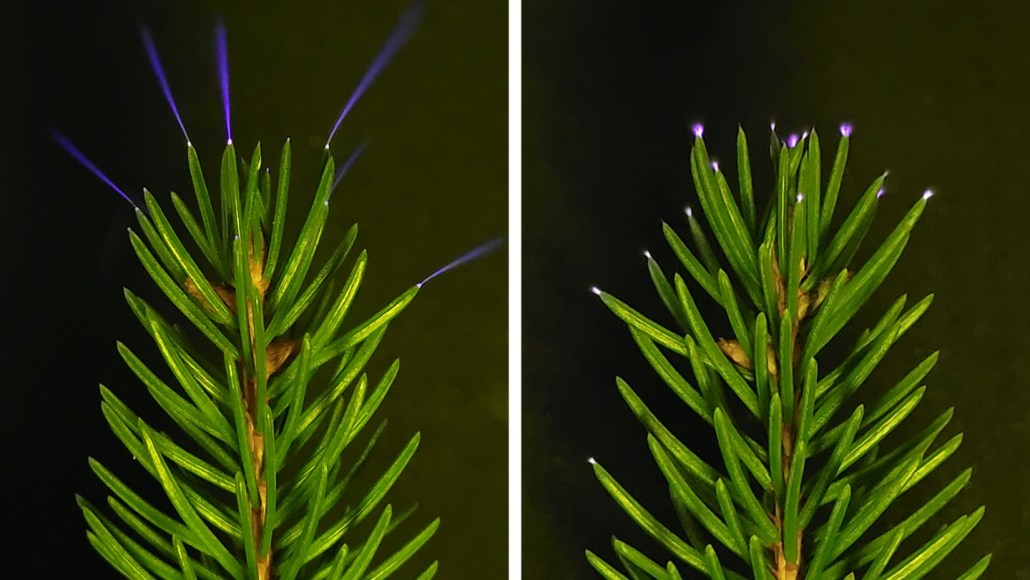 A spruce branch in front of a black background with small beams and specks of blue and purple light emanating from the needle tips