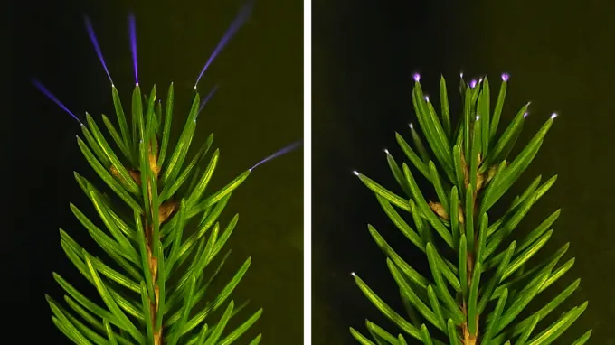 A spruce branch in front of a black background with small beams and specks of blue and purple light emanating from the needle tips