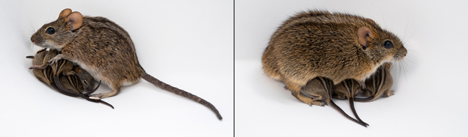 Male and female micd side-by-side caring for pups in teh same way