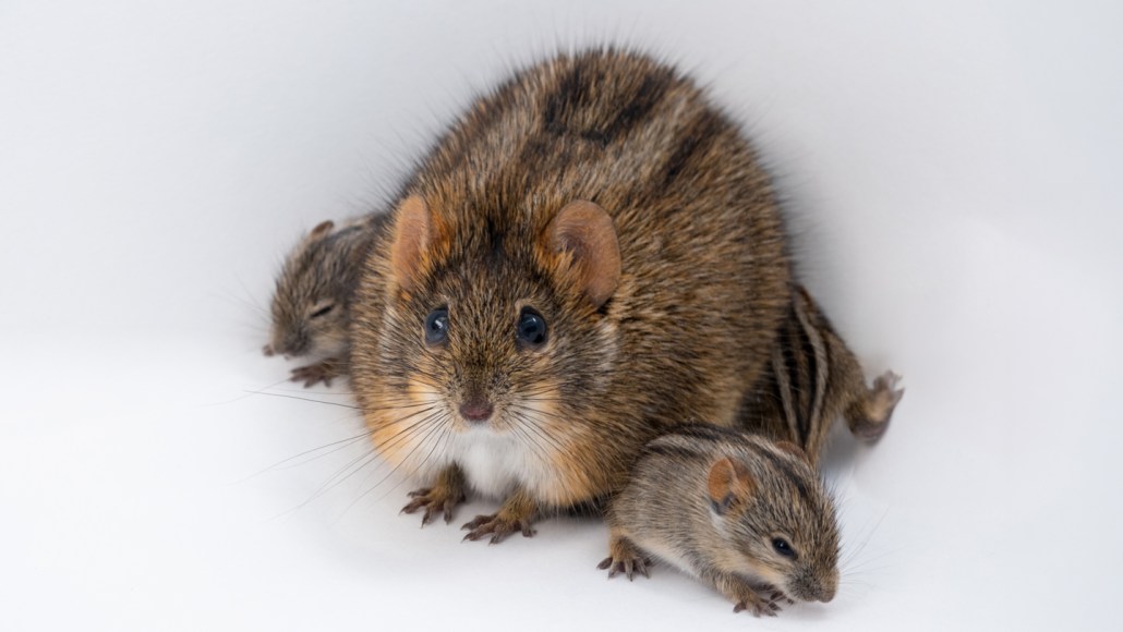 A male African striped mouse tends his pups