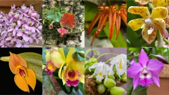 Grid of photos of different orchid species