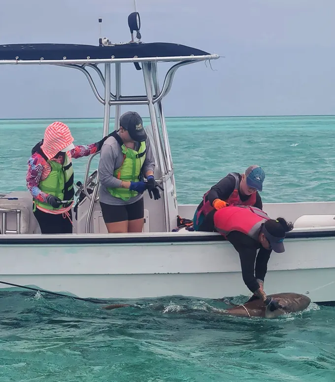 Researchers aboard a small boat attach equipment to a shark at the water’s surface.