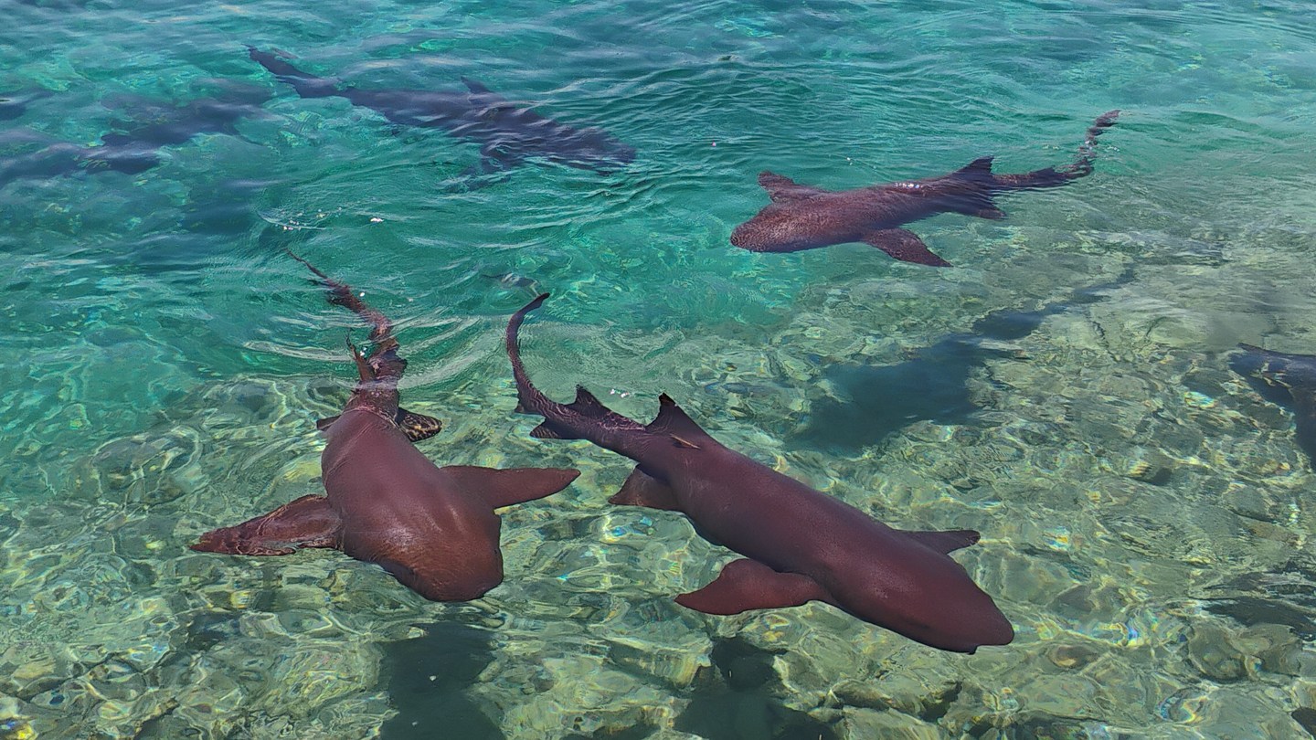 Several sharks swim through shallow, clear water.