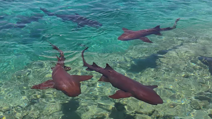 Several sharks swim through shallow, clear water.