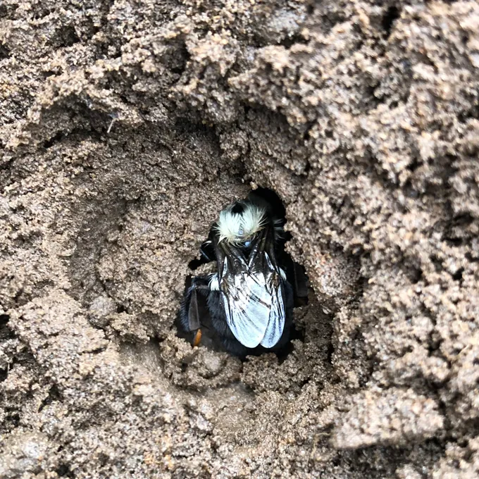 A bumblebee queen rests in a small hole in the ground. The bee faces away from the camera and mostly its wings are visible. Its head is obscured by brown dirt.