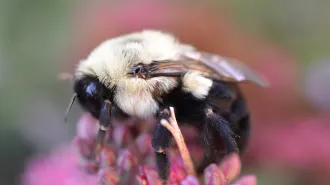 A bumblebee sits atop a pinkish-purple flower. The bee, facing to the left, is at rest with its wings folded.
