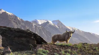 A shaggy yak stands on rocky ground in a mountain valley with snowcapped peaks rising in the background.