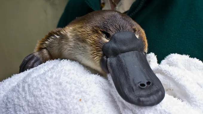 The platypus has a feature of bird feathers.