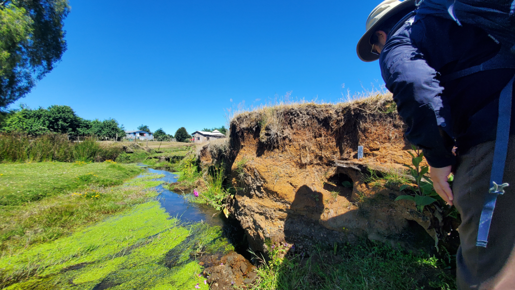 A researcher examines ancient wood near the Monte Verde archaeological site in southern Chile