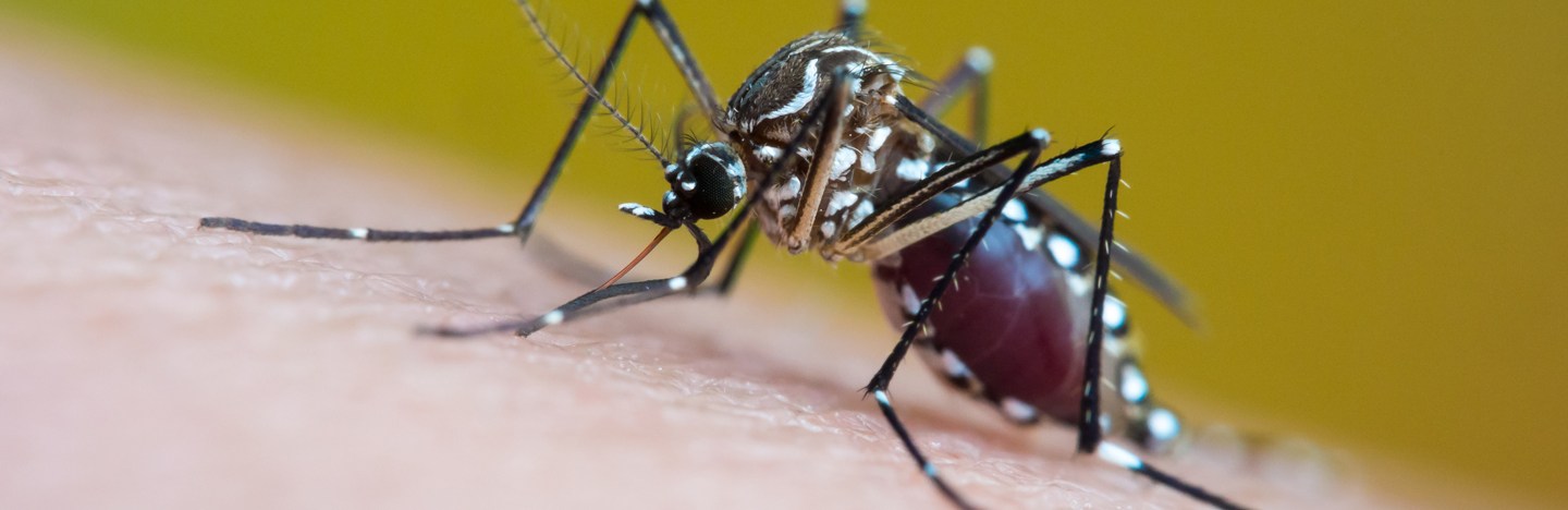 An Aedes aegypti mosquito with blood in its belly