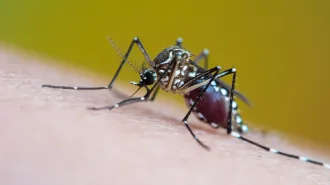 An Aedes aegypti mosquito with blood in its belly