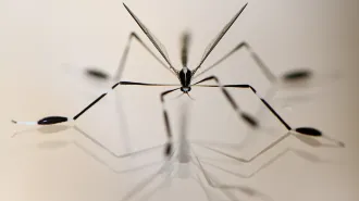 A insect with long, sleder black-and-white legs