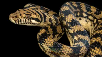 A coiled brown tree snake shows its patterned scales and head in close-up against a black background.