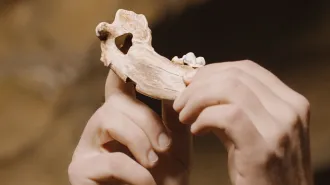 An ancient dog's jawbone