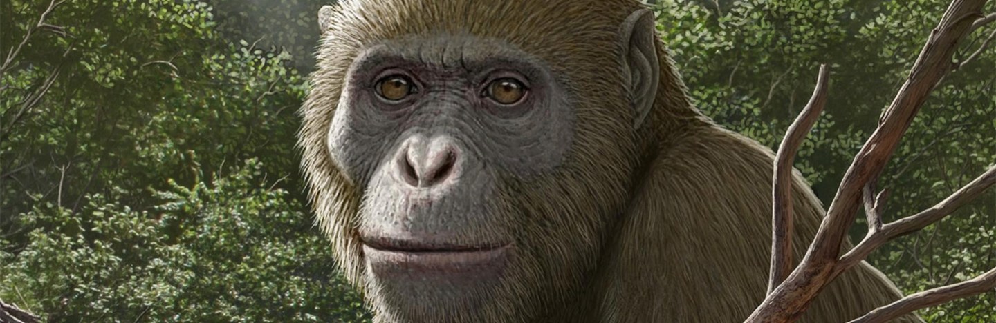 An illustration of an ape looking straight out with a dense background of trees.