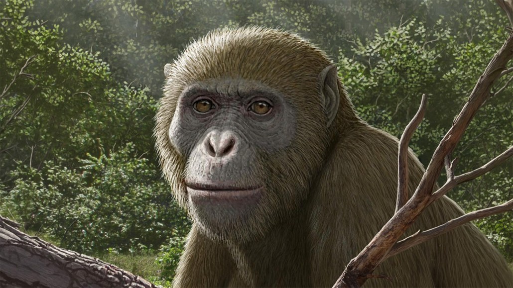 An illustration of an ape looking straight out with a dense background of trees.