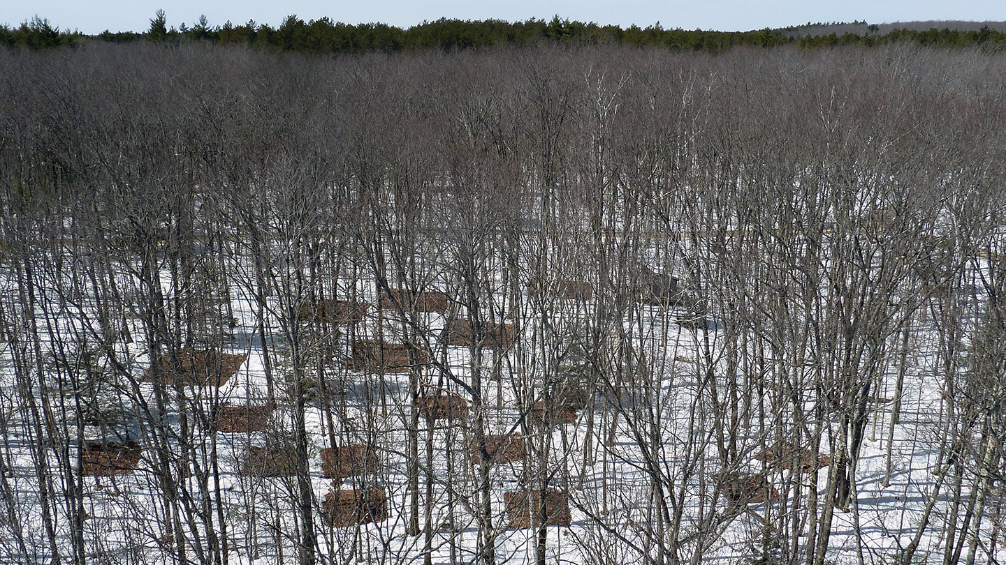 An aerial view of a forrest of mostly-barren trees, with a few fuller, green trees along the horizon.