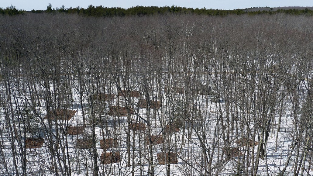 An aerial view of a forrest of mostly-barren trees, with a few fuller, green trees along the horizon.