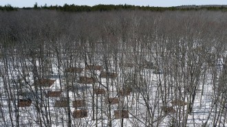 An aerial view of a forrest of mostly-barren trees, with a few fuller, green trees along the horizon.
