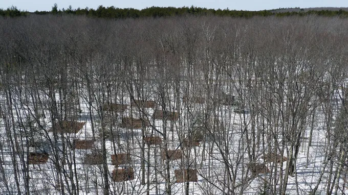 An aerial view of a forrest of mostly-barren trees, with a few fuller, green trees along the horizon.