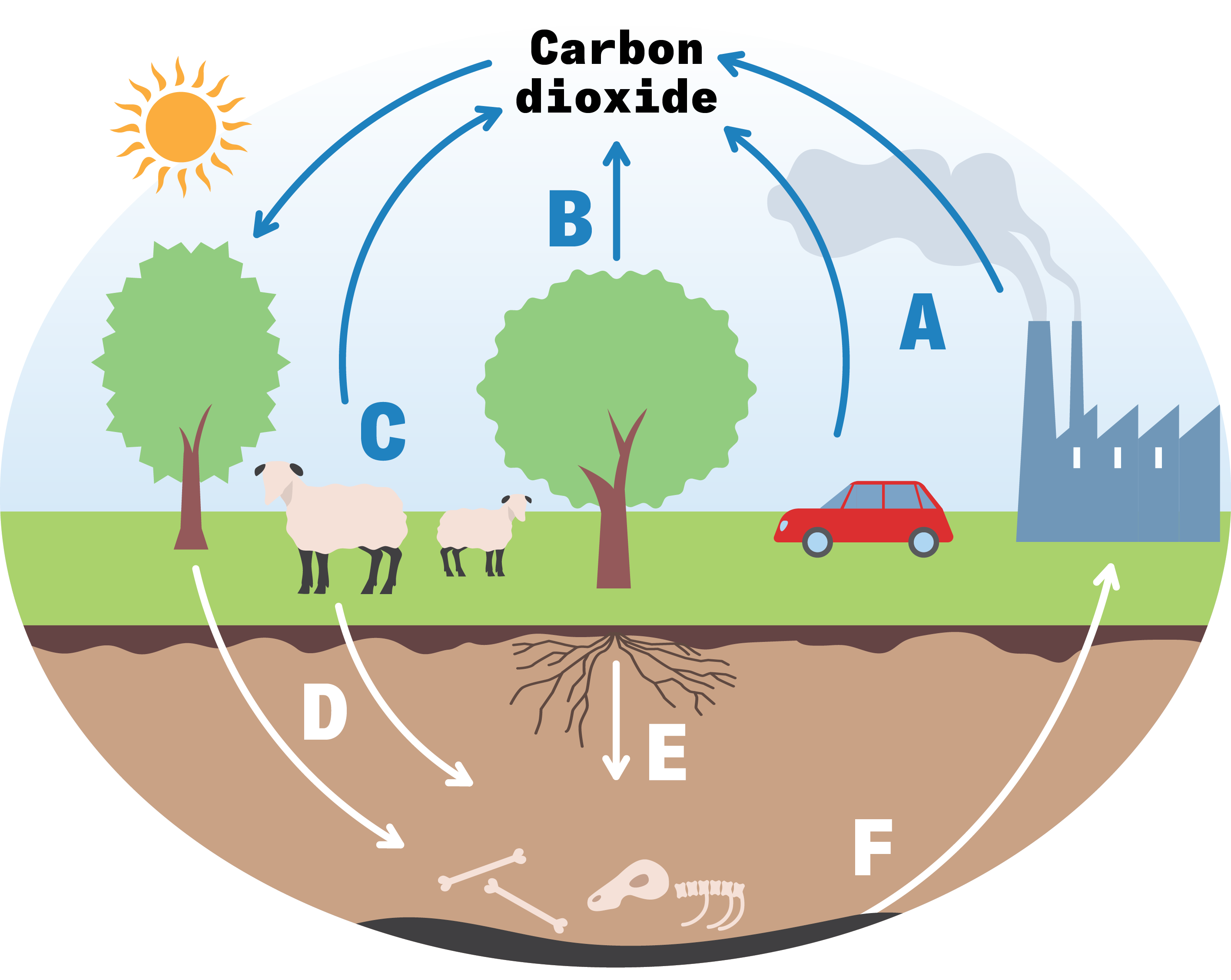 An illustration of how carbon moves through soils, waterways and organisms.