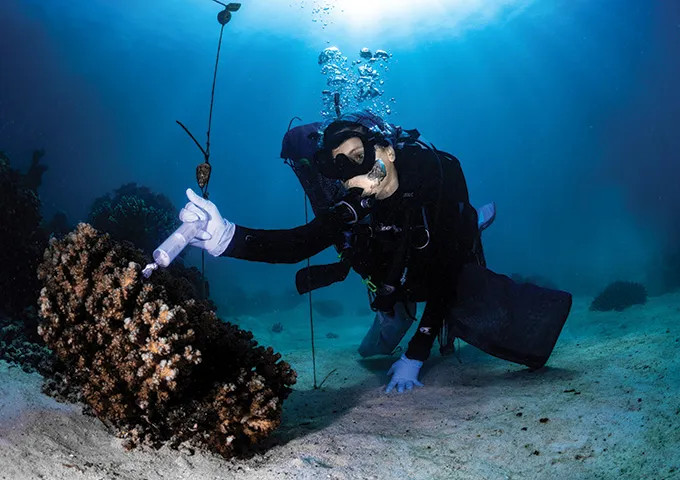 Marine ecologist Raquel Peixoto, in scuba gear, applies probiotics to a coral underwater with a syringe.