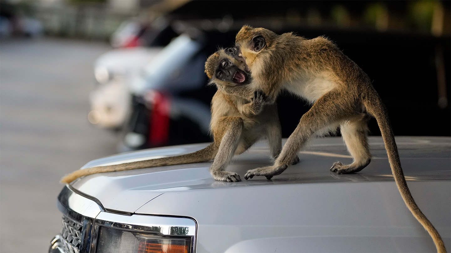 Two vervet monkeys play on top of a car. They look like they're wrestling.