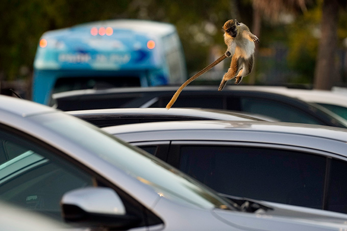 A vervet monkey is in mid-air as it jumps from car to car