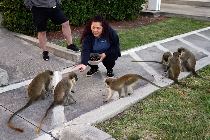 A woman crouches down to hand-feed six vervet monkeys some trail mix from a bowl. Someone stands behind her to watch.