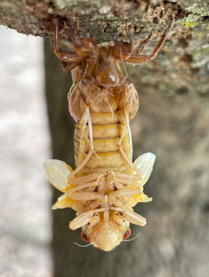A half-molted cicada hangs off of a tree.
