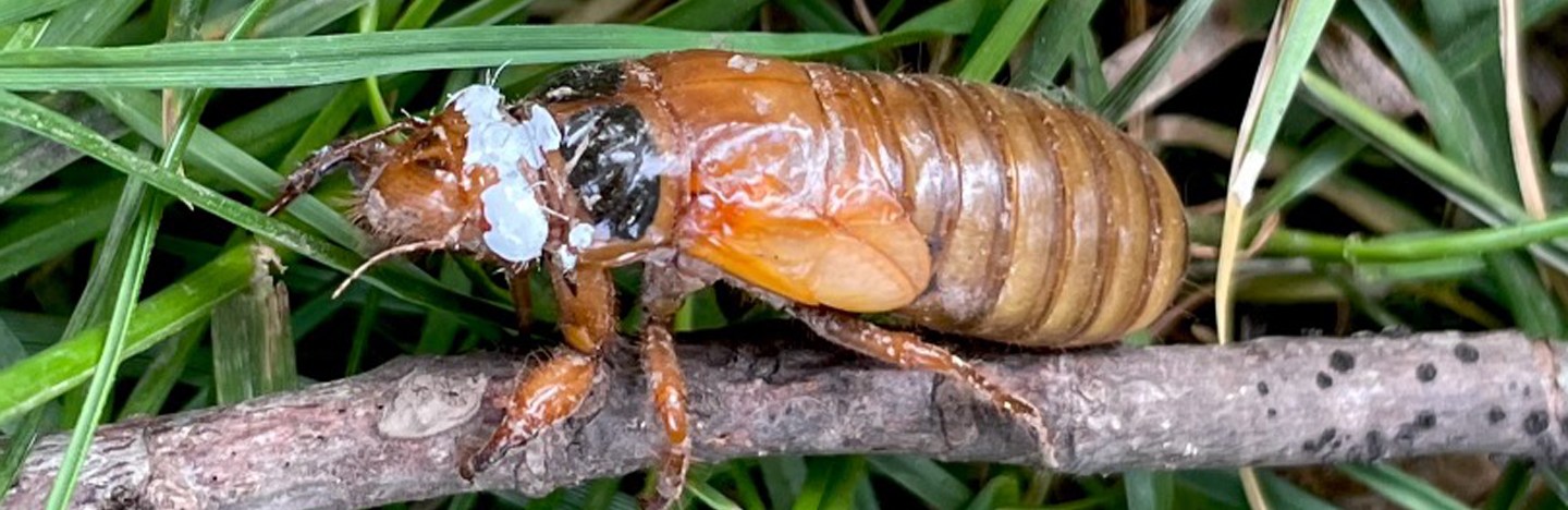 A cicada nymph with white paint around the top of its head clings to a stick on a bed of grass