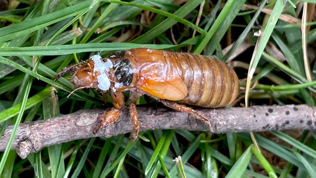 A cicada nymph with white paint around the top of its head clings to a stick on a bed of grass